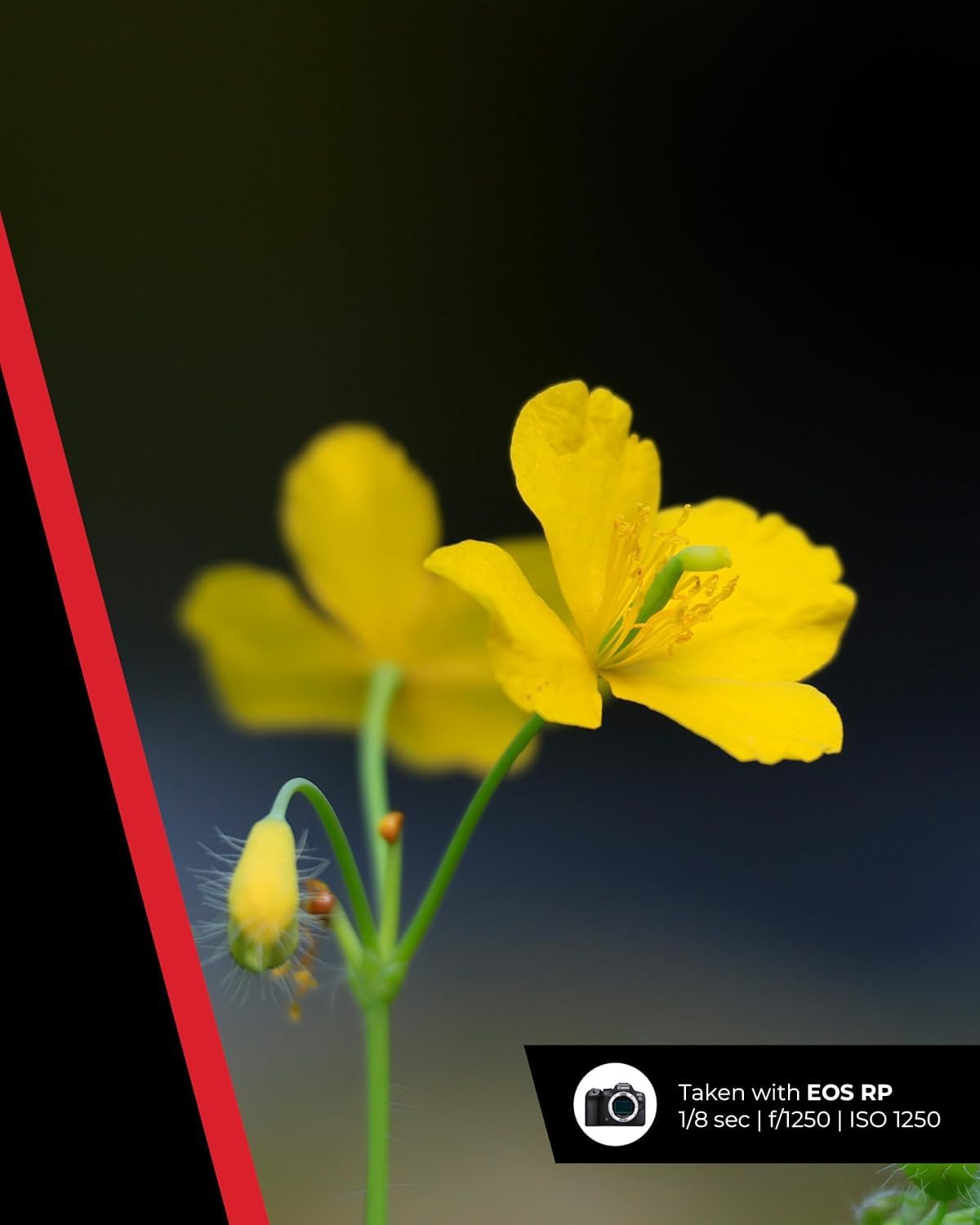 Canon RF Lens 100-400mm F5.6-8 IS USM - Image 4